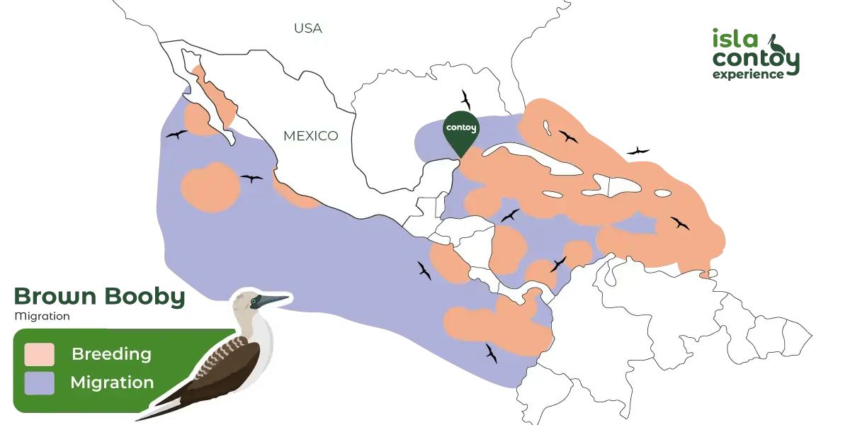 brown-booby behavior map