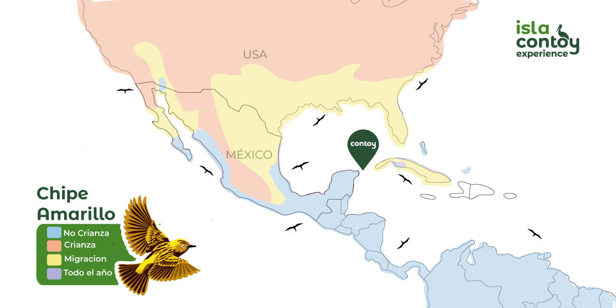 mapa-de-distribucion-chipe-amarillo