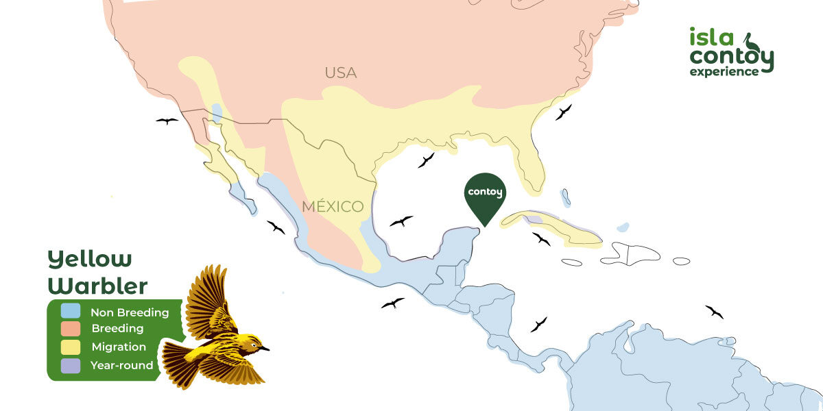yellow-warbler-distribution-map-1