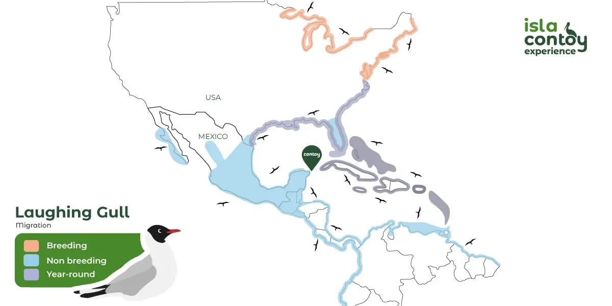 laughing-gull-map