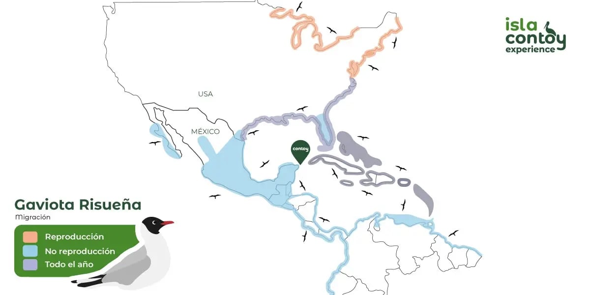 mapa-gaviota-risueña