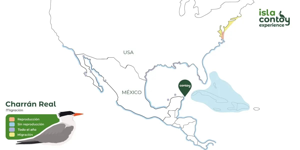 charran-real-mapá