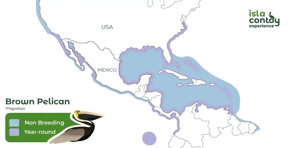 Brown-pelican-map