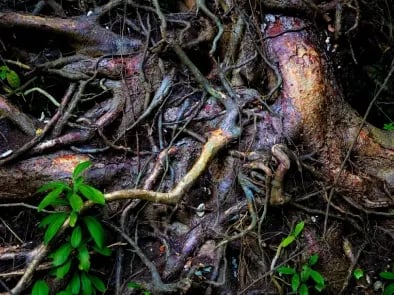 bursera-simaruba-distribution-root
