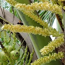 flor-cocotero