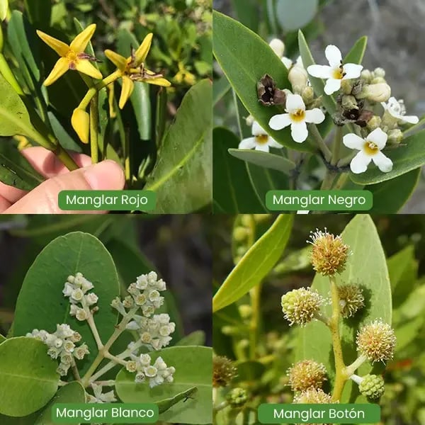 manglar-flor