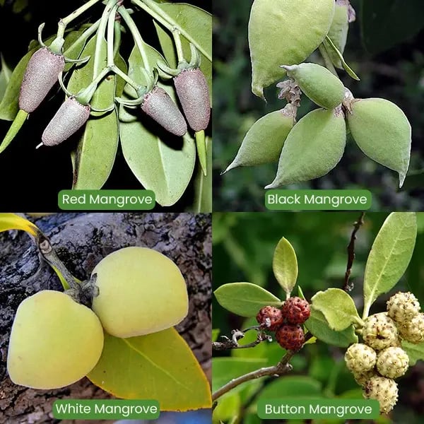 mangrove-fruit-types