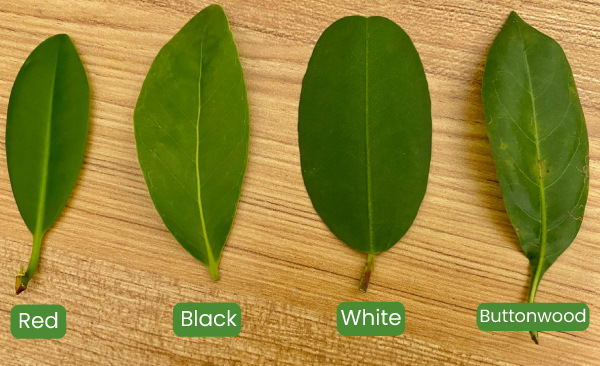 tipos de hojas de mangle