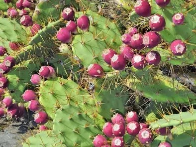 Fruto-opuntia-stricta