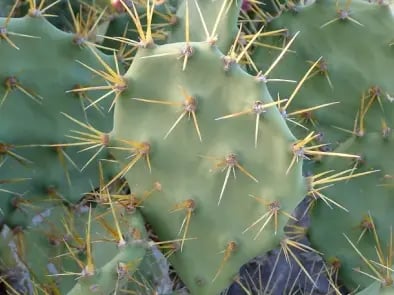 cladodios-opuntia-stricta