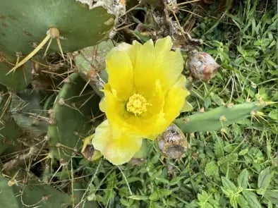 flor-opuntia-stricta