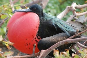 01 - 600x400 - Fragatas - Fregata magnificens - Isla Contoy