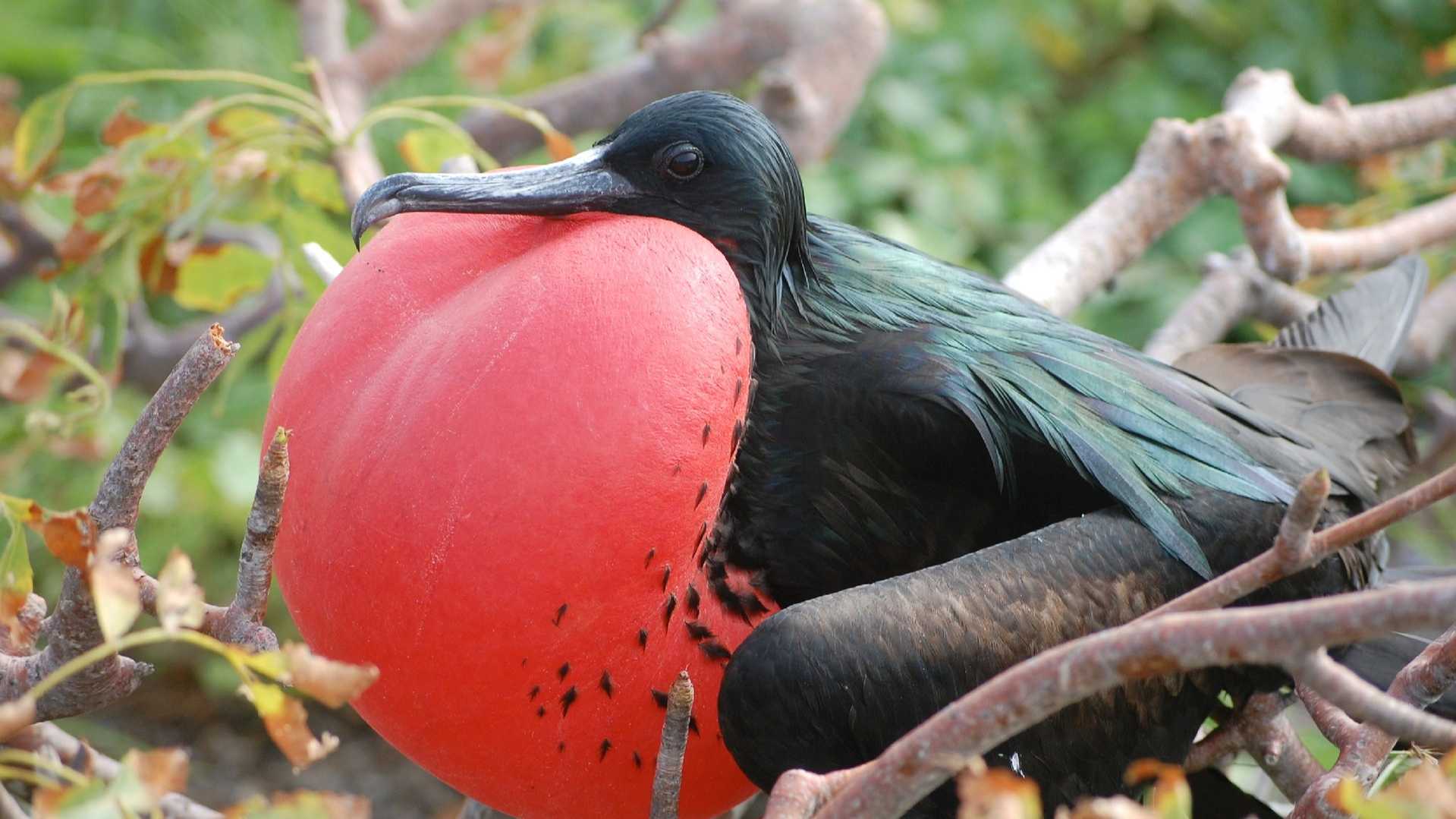 01 - LoRes - Fragatas - Fregata magnificens - Isla Contoy