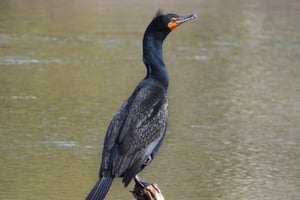 02 - 600x400 - Cormorán doble cresta - Phalacrocorax auritus - Isla Contoy