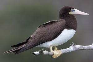 03 - 600x400 - Pájaro bobo - Sula leucogaster - Isla Contoy