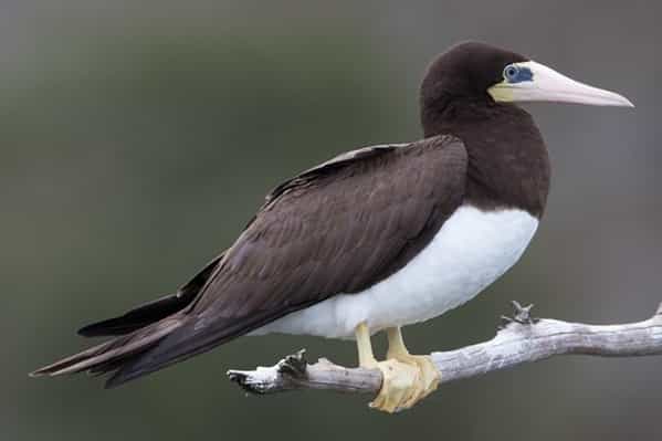 03 - 600x400 - Pájaro bobo - Sula leucogaster - Isla Contoy