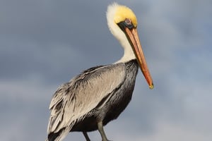 04 - 600x400 - Pelícano café - Pelecanus occidentalis - Isla Contoy