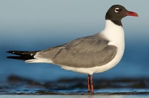 05 - 600x400 - Gaviota risueña - Chroicocephalus ridibundus- Isla Contoy-1