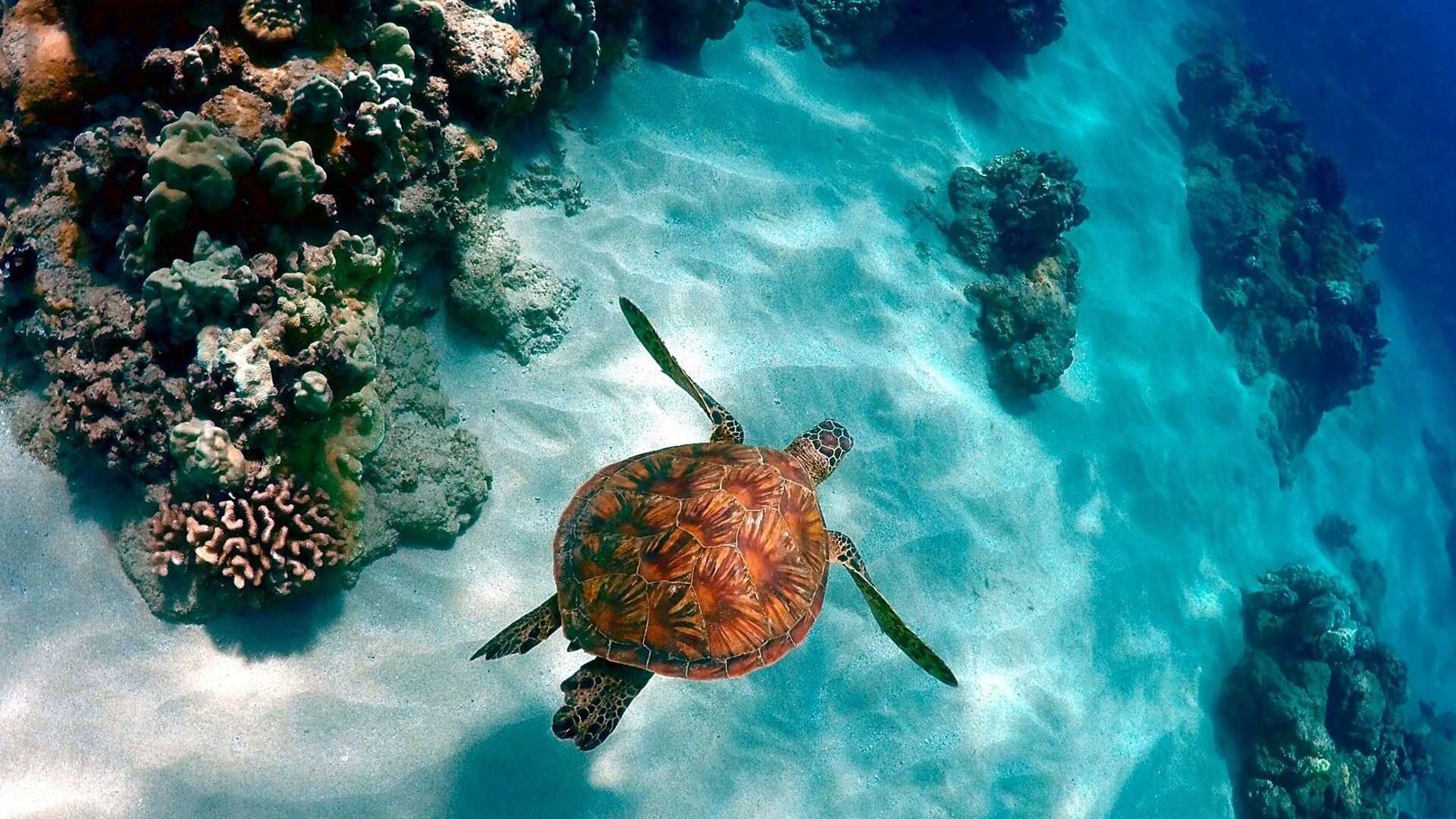 10 - HIRES - Isla Contoy - Fauna - Turtle-1