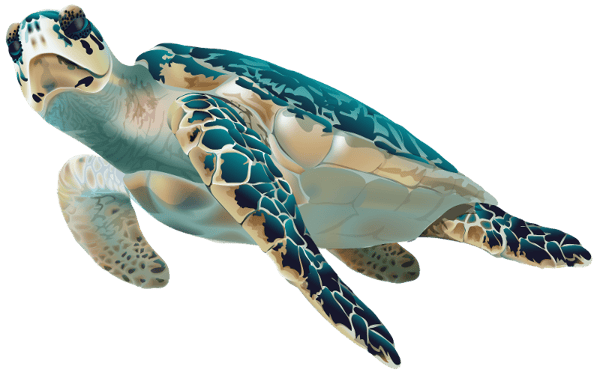 Sea_Turtle_PNG_Transparen-1