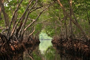 02 - 600x400 - Mangrove - Isla Contoy