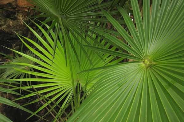 03 - 600x400  - Palm Chit - Isla Contoy