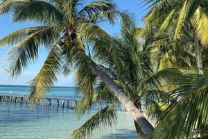 04 - 600x400 - Palma de coco Isla Contoy