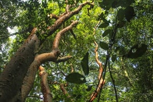 06 - 600x400 - Chaca - Isla Contoy