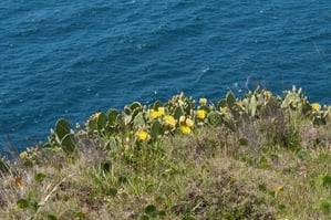 07 - 600x400 - Opuntia stricta - Isla Contoy