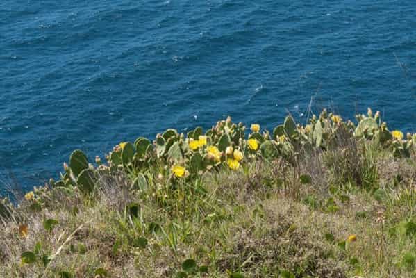 07 - 600x400 - Opuntia stricta - Isla Contoy