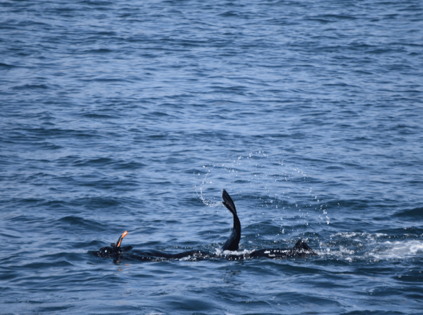 Haciendo snorkel con el tiburón ballena