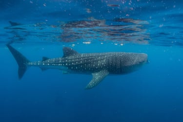 Underwater photo of a Whale Shark