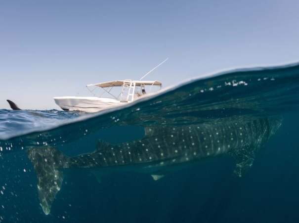 Barco sobre la zona de tiburón ballena