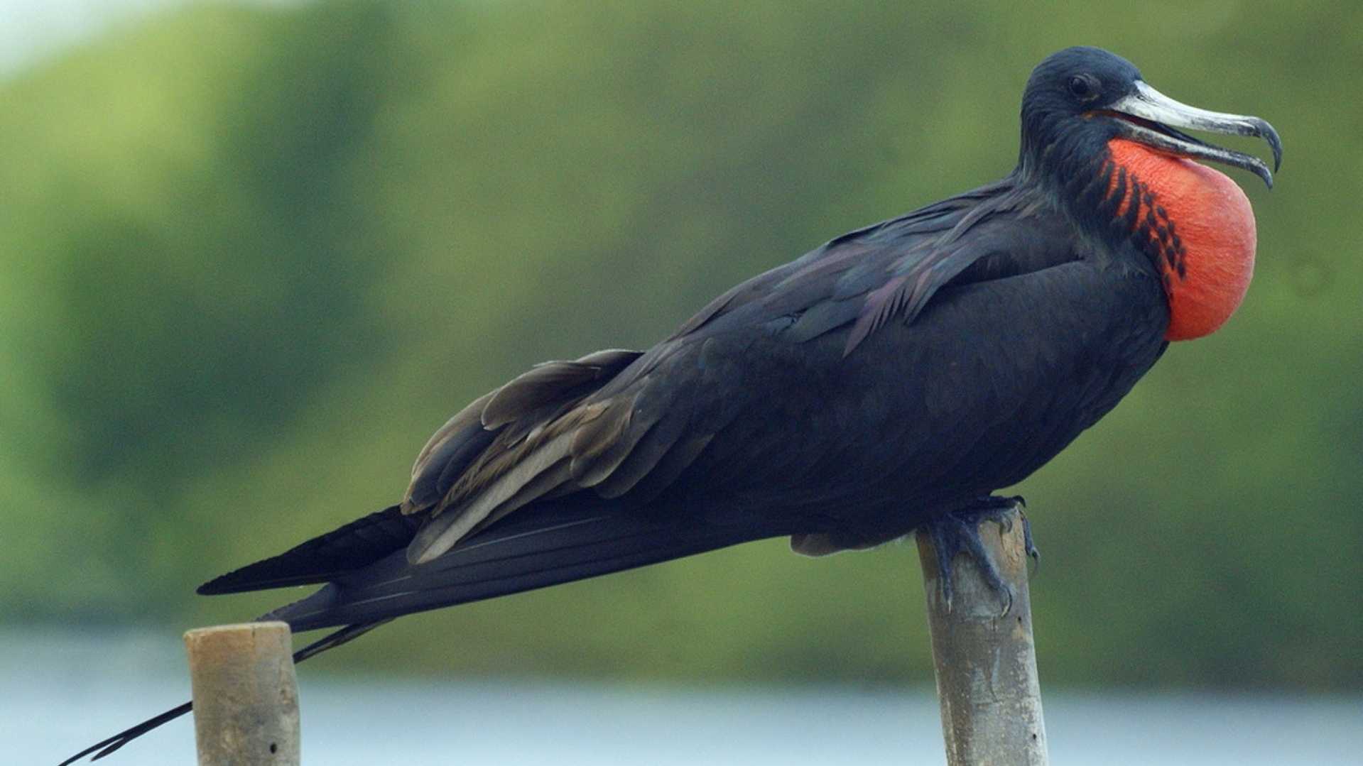Fragata - Isla Contoy-1