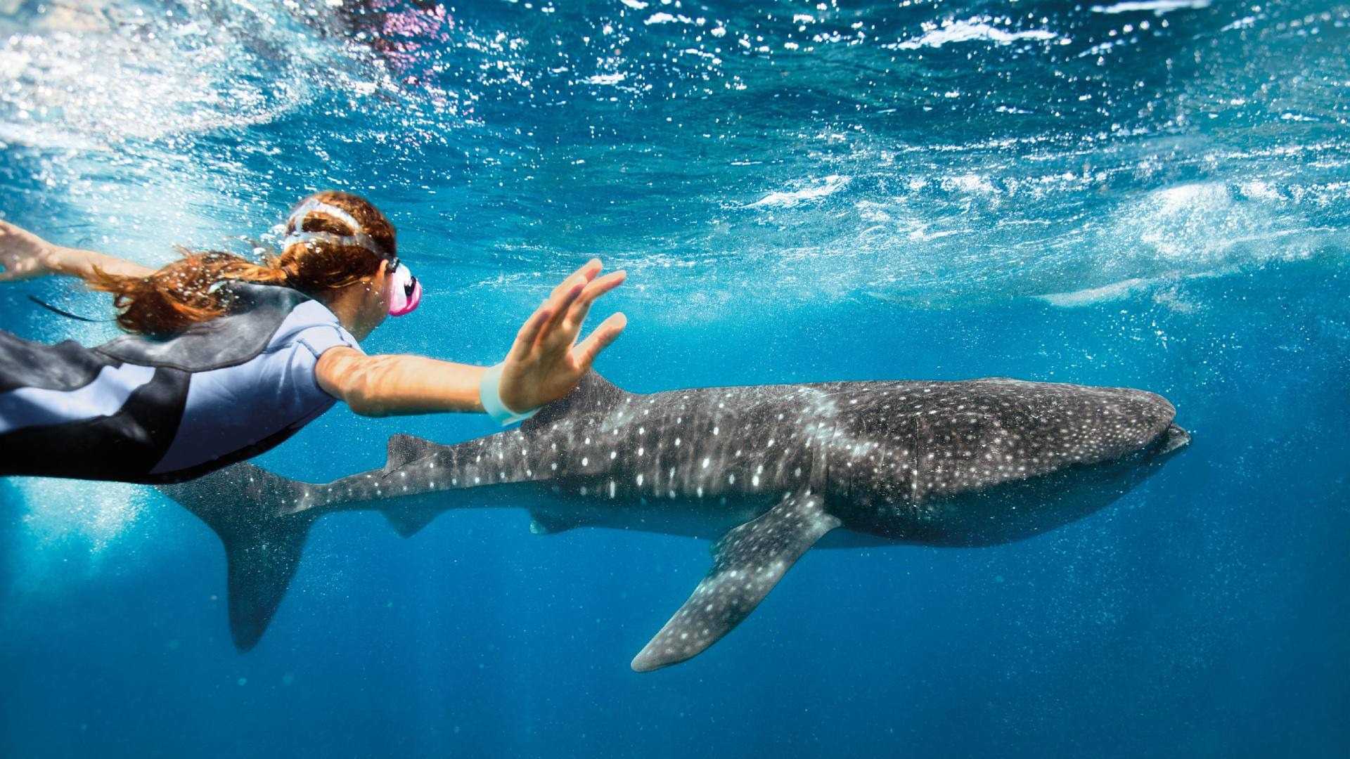 Whale Shark Tour - Isla Contoy