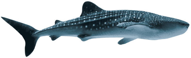 Whale Shark transparent