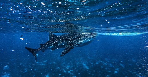 whale-shark-isla-contoy-jpg-1-1-1