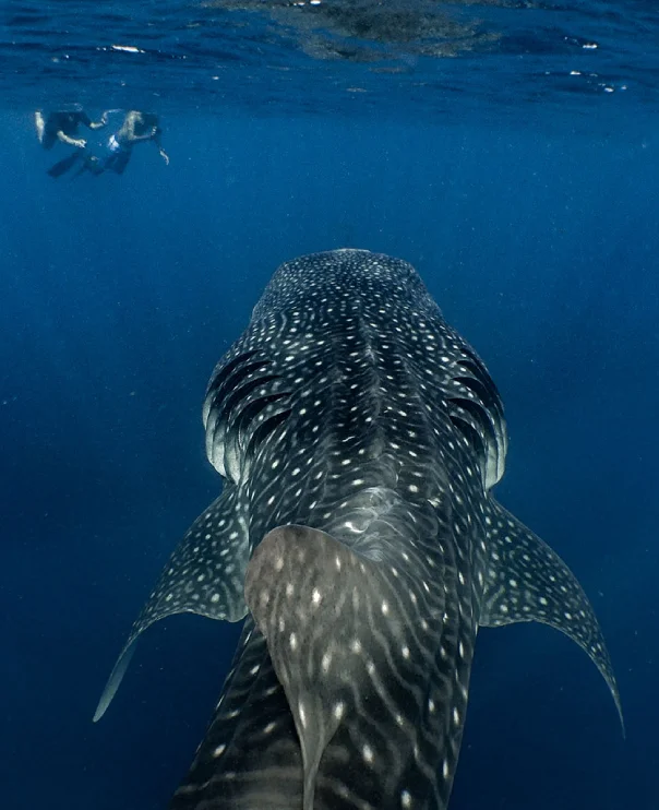 Tiburon ballena cenital