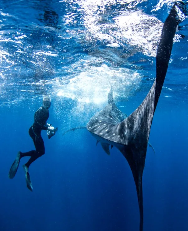 swiming with the gentle giant