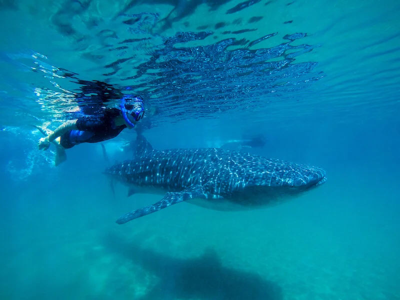 Persona nadando en el tour del tiburón ballena