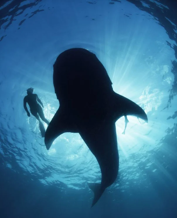 Vista subacuática del tiburón ballena